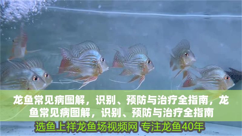 龍魚常見病圖解，識別、預防與治療全指南，龍魚常見病圖解，識別、預防與治療全指南