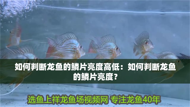 如何判斷龍魚的鱗片亮度高低：如何判斷龍魚的鱗片亮度？