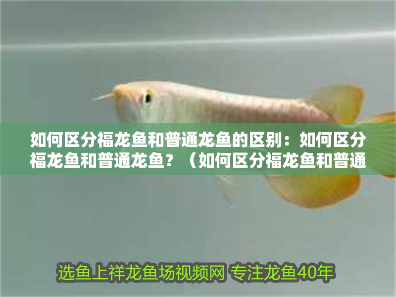 如何區(qū)分福龍魚和普通龍魚的區(qū)別：如何區(qū)分福龍魚和普通龍魚？（如何區(qū)分福龍魚和普通龍魚）