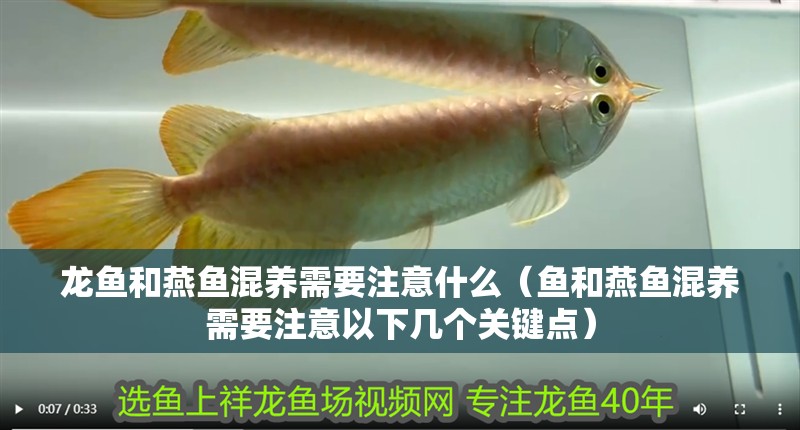 龍魚和燕魚混養(yǎng)需要注意什么（魚和燕魚混養(yǎng)需要注意以下幾個(gè)關(guān)鍵點(diǎn)）