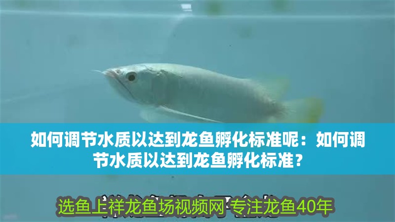 如何調(diào)節(jié)水質(zhì)以達到龍魚孵化標準呢：如何調(diào)節(jié)水質(zhì)以達到龍魚孵化標準？
