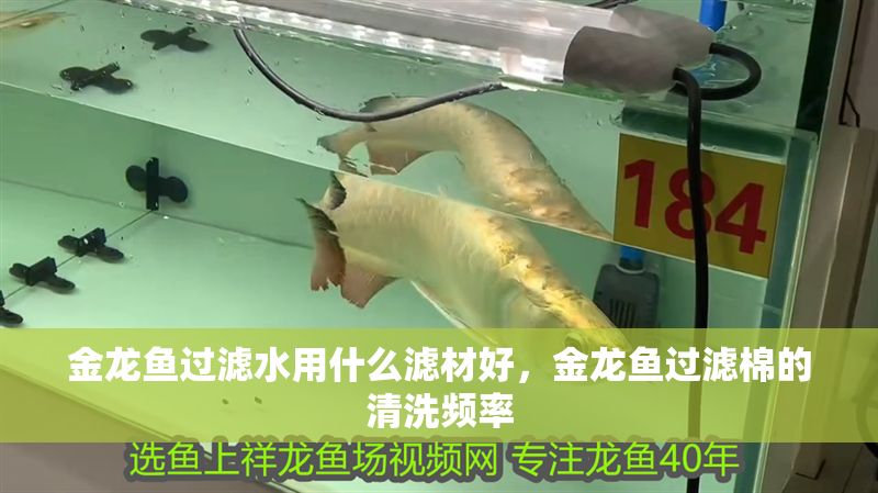 金龍魚過濾水用什么濾材好，金龍魚過濾棉的清洗頻率