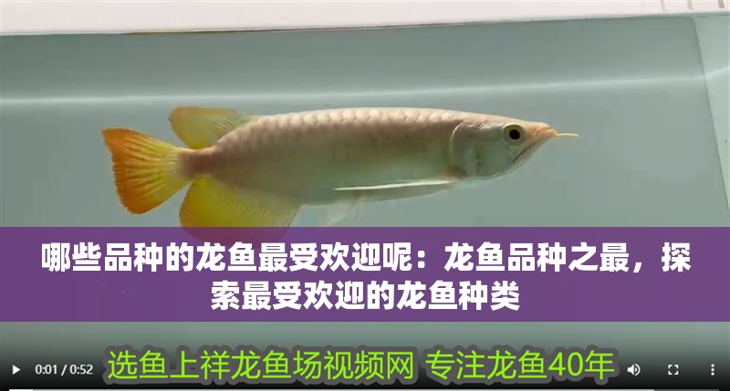 哪些品種的龍魚最受歡迎呢：龍魚品種之最，探索最受歡迎的龍魚種類