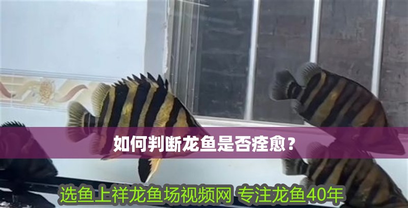 如何判斷龍魚是否痊愈？