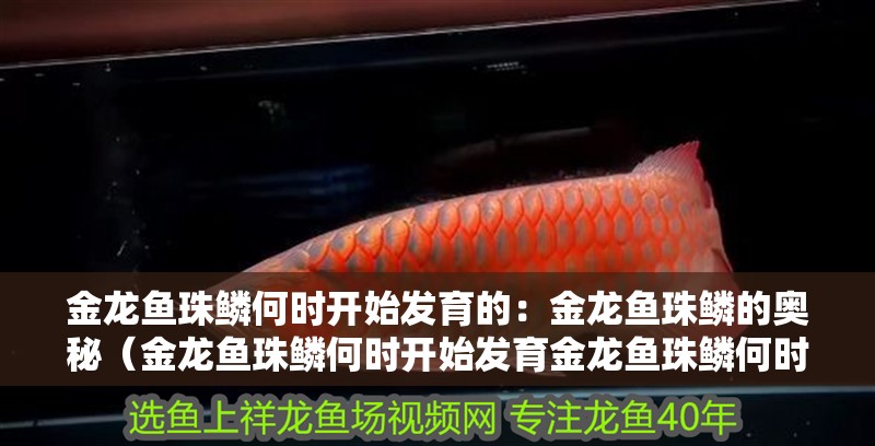 金龍魚珠鱗何時開始發育的：金龍魚珠鱗的奧秘（金龍魚珠鱗何時開始發育金龍魚珠鱗何時開始發育）