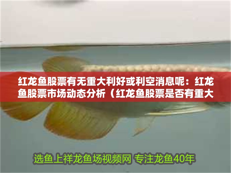 紅龍魚股票有無(wú)重大利好或利空消息呢：紅龍魚股票市場(chǎng)動(dòng)態(tài)分析（紅龍魚股票是否有重大利好或利好或利空消息有關(guān)）