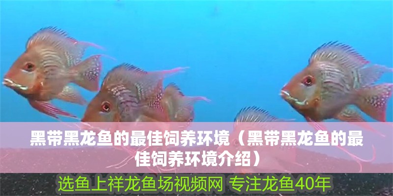 黑帶黑龍魚的最佳飼養(yǎng)環(huán)境（黑帶黑龍魚的最佳飼養(yǎng)環(huán)境介紹）