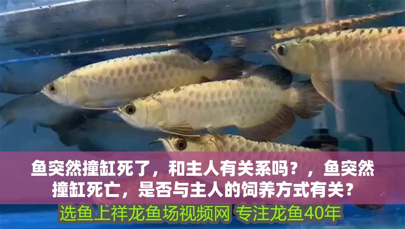 魚突然撞缸死了，和主人有關系嗎？，魚突然撞缸死亡，是否與主人的飼養方式有關？