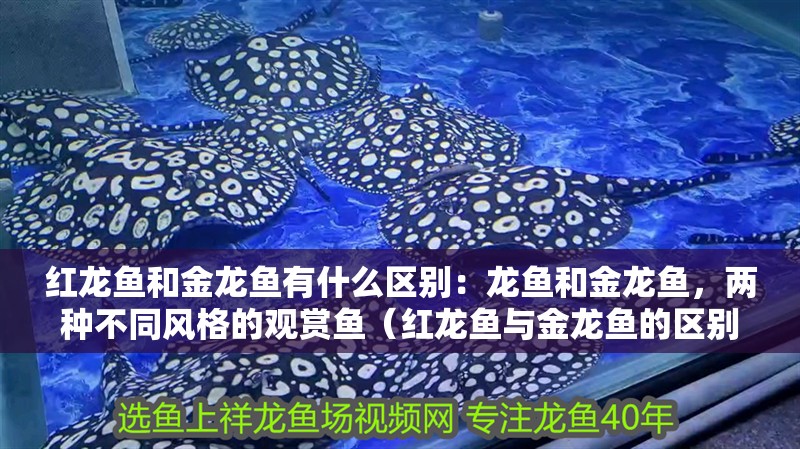 紅龍魚和金龍魚有什么區(qū)別：龍魚和金龍魚，兩種不同風格的觀賞魚（紅龍魚與金龍魚的區(qū)別）