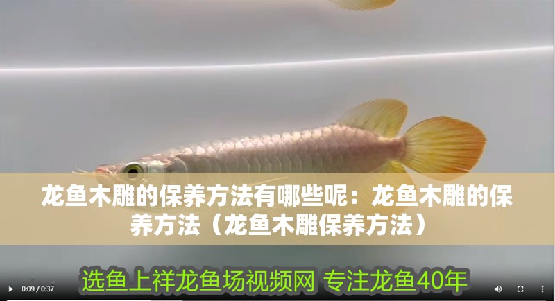 龍魚木雕的保養方法有哪些呢：龍魚木雕的保養方法（龍魚木雕保養方法）