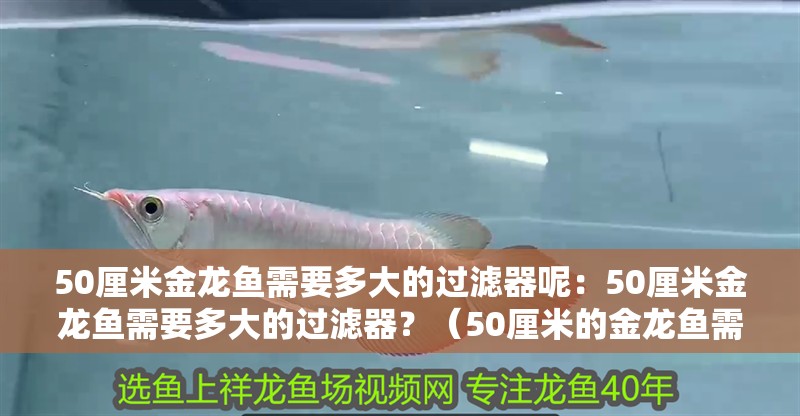 50厘米金龍魚需要多大的過濾器呢：50厘米金龍魚需要多大的過濾器？（50厘米的金龍魚需要多大的過濾器）