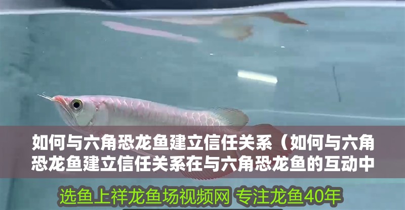 如何與六角恐龍魚建立信任關系（如何與六角恐龍魚建立信任關系在與六角恐龍魚的互動中）