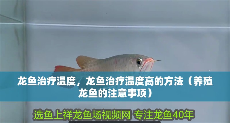龍魚治療溫度，龍魚治療溫度高的方法（養殖龍魚的注意事項）