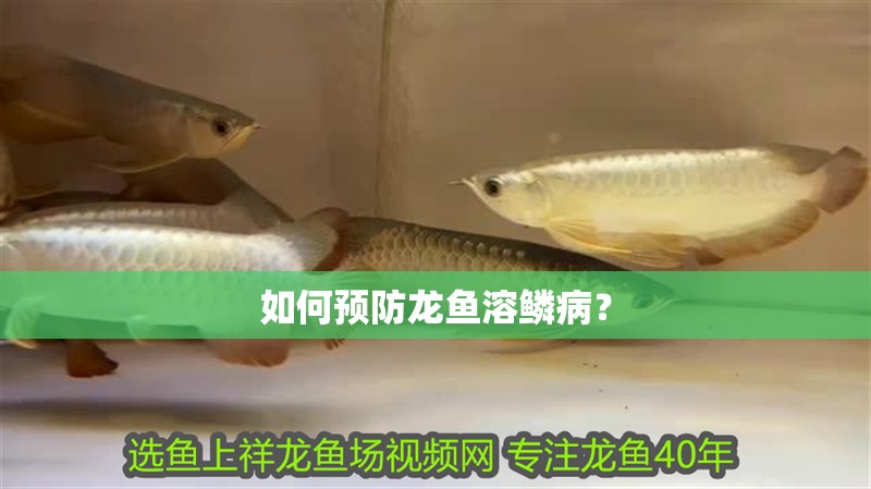 如何預(yù)防龍魚溶鱗病？