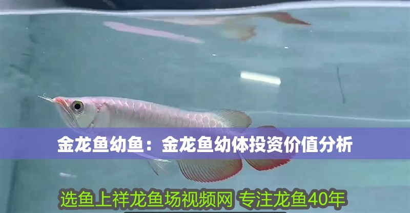 金龍魚幼魚：金龍魚幼體投資價值分析