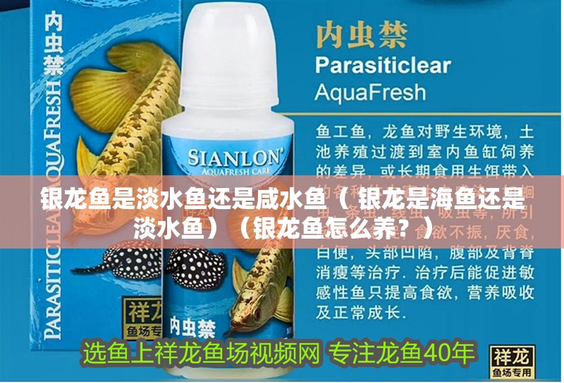 銀龍魚是淡水魚還是咸水魚（ 銀龍是海魚還是淡水魚）（銀龍魚怎么養？）