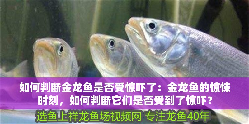 如何判斷金龍魚是否受驚嚇了：金龍魚的驚悚時刻，如何判斷它們是否受到了驚嚇？