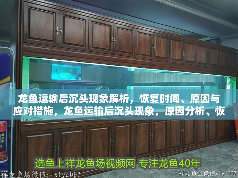 龍魚運輸后沉頭現象解析，恢復時間、原因與應對措施，龍魚運輸后沉頭現象，原因分析、恢復時間及有效應對措施