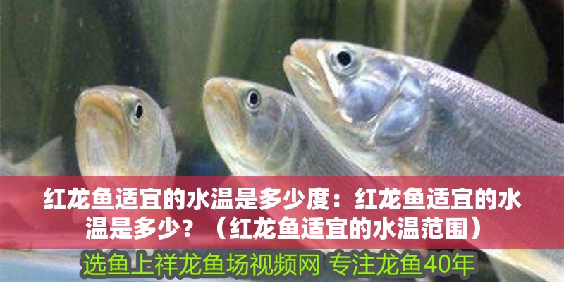 紅龍魚適宜的水溫是多少度：紅龍魚適宜的水溫是多少？（紅龍魚適宜的水溫范圍） 紅龍魚適宜的水溫是多少度：紅龍魚適宜的水溫是多少？（紅龍魚適宜的水溫范圍） 水族問(wèn)答