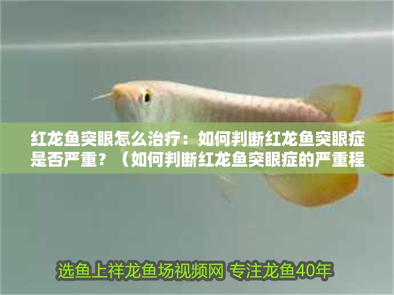 紅龍魚突眼怎么治療：如何判斷紅龍魚突眼癥是否嚴重？（如何判斷紅龍魚突眼癥的嚴重程度）