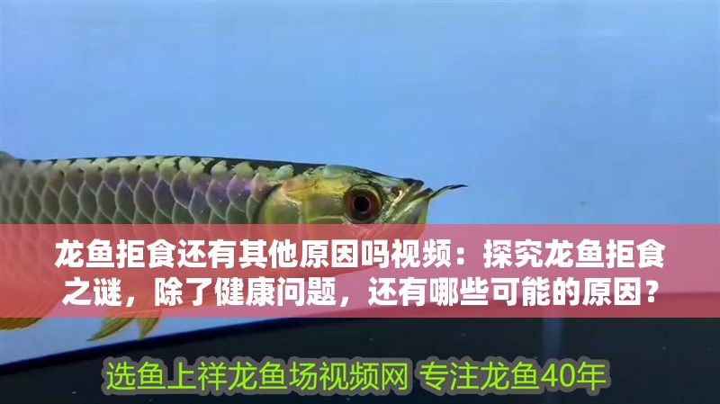 龍魚(yú)拒食還有其他原因嗎視頻：探究龍魚(yú)拒食之謎，除了健康問(wèn)題，還有哪些可能的原因？
