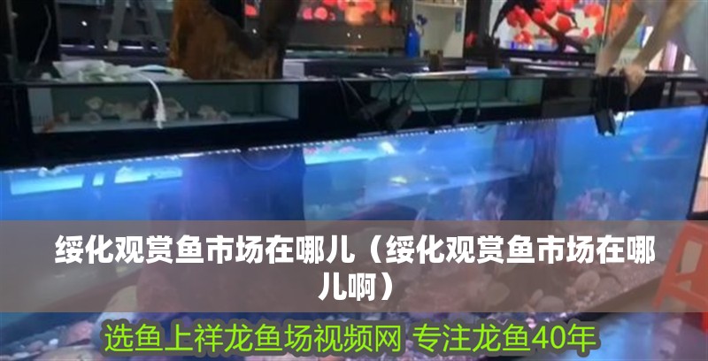 綏化觀賞魚市場在哪兒（綏化觀賞魚市場在哪兒啊）