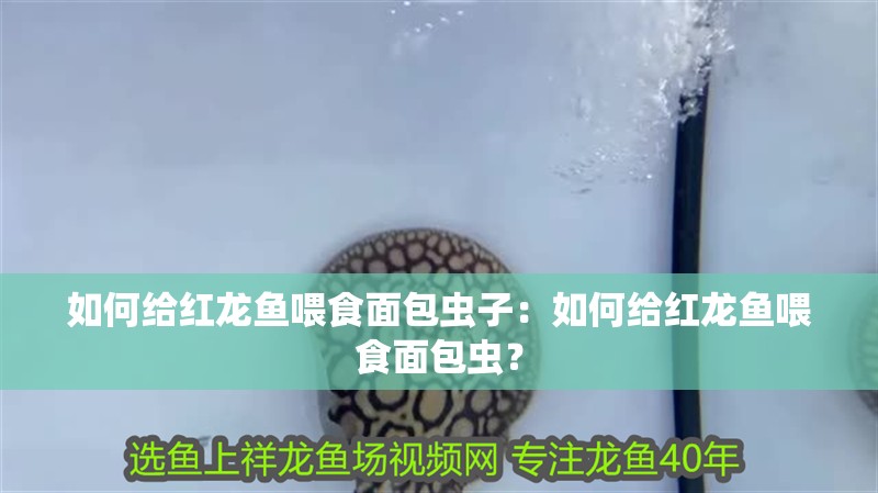 如何給紅龍魚喂食面包蟲子：如何給紅龍魚喂食面包蟲？