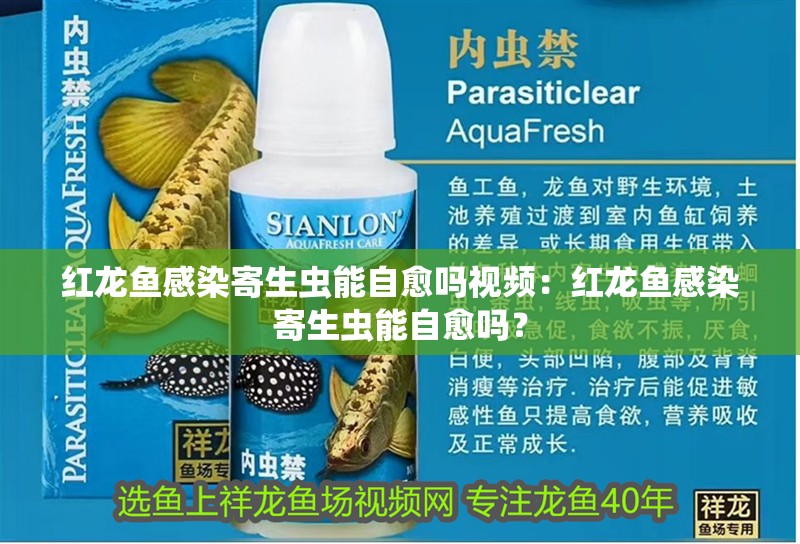 紅龍魚感染寄生蟲能自愈嗎視頻：紅龍魚感染寄生蟲能自愈嗎？