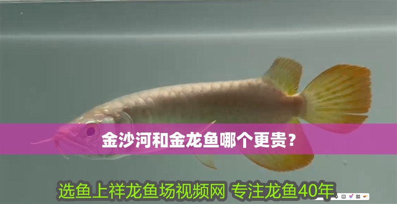 金<strong><mark>沙河</mark></strong>和金龍魚哪個更貴？