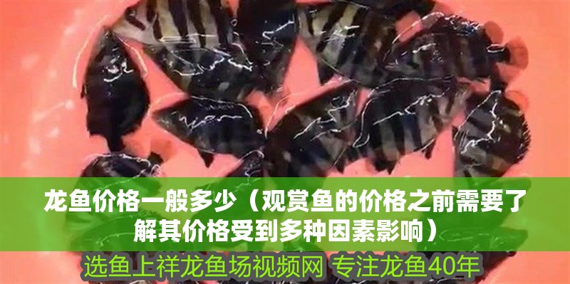 龍魚價格一般多少（觀賞魚的價格之前需要了解其價格受到多種因素影響）