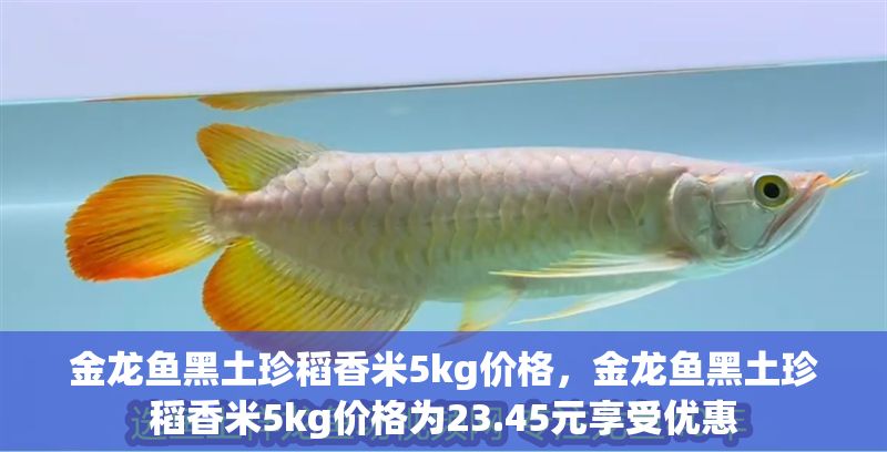 金龍魚黑土珍稻香米5kg價格，金龍魚黑土珍稻香米5kg價格為23.45元享受優(yōu)惠