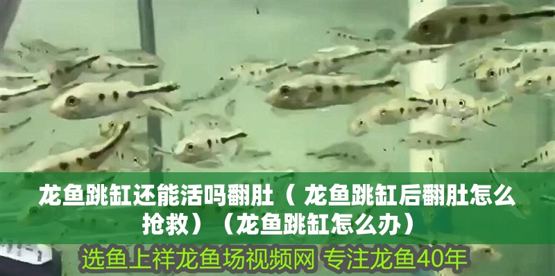 龍魚跳缸還能活嗎翻肚（ 龍魚跳缸后翻肚怎么搶救）（龍魚跳缸怎么辦） 龍魚跳缸還能活嗎翻肚（ 龍魚跳缸后翻肚怎么搶救）（龍魚跳缸怎么辦） 觀賞魚百科