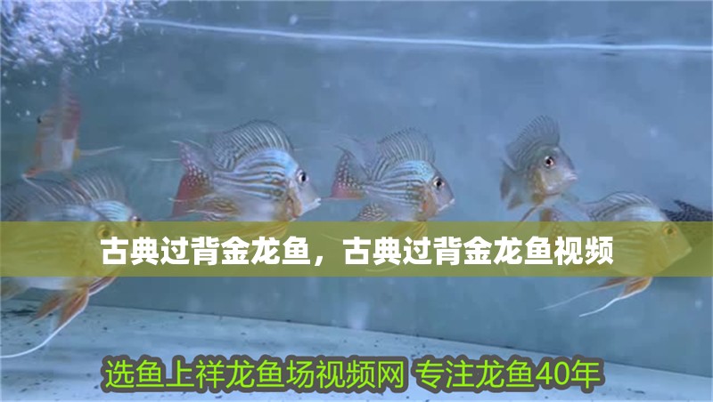 古典過(guò)背金龍魚(yú)，古典過(guò)背金龍魚(yú)視頻