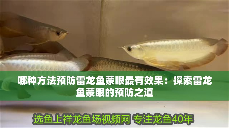 哪種方法預防雷龍魚蒙眼最有效果：探索雷龍魚蒙眼的預防之道