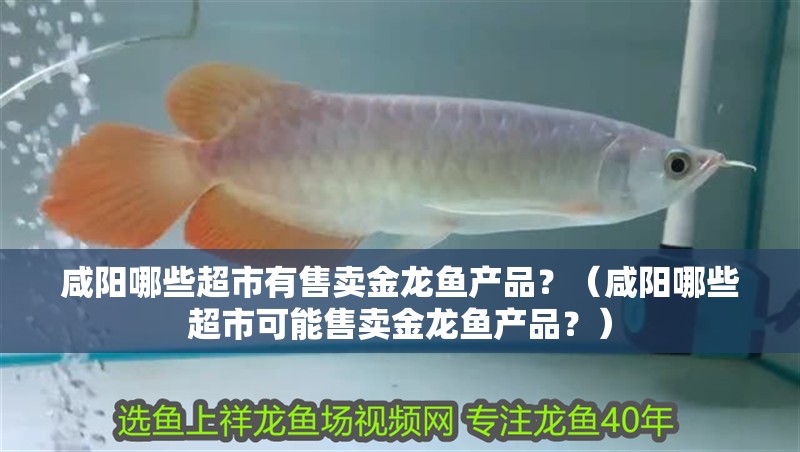 咸陽哪些超市有售賣金龍魚產品？（咸陽哪些超市可能售賣金龍魚產品？）