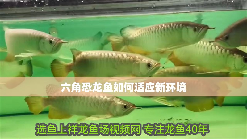 六角恐龍魚如何適應新環境