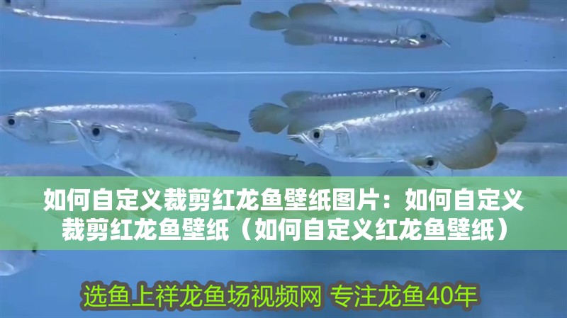 如何自定義裁剪紅龍魚壁紙圖片：如何自定義裁剪紅龍魚壁紙（如何自定義紅龍魚壁紙）