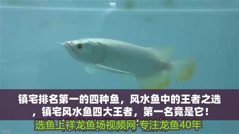 鎮宅排名第一的四種魚，風水魚中的王者之選，鎮宅風水魚四大王者，第一名竟是它！
