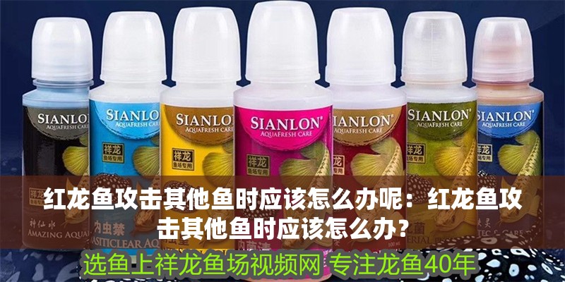 紅龍魚攻擊其他魚時應該怎么辦呢：紅龍魚攻擊其他魚時應該怎么辦？