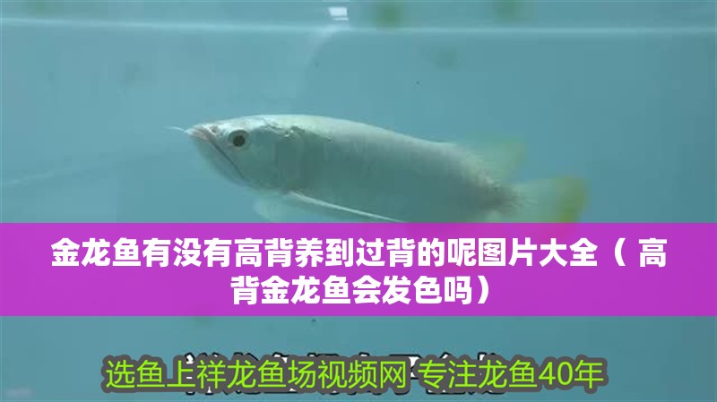 金龍魚有沒有高背養到過背的呢圖片大全（ 高背金龍魚會發色嗎）