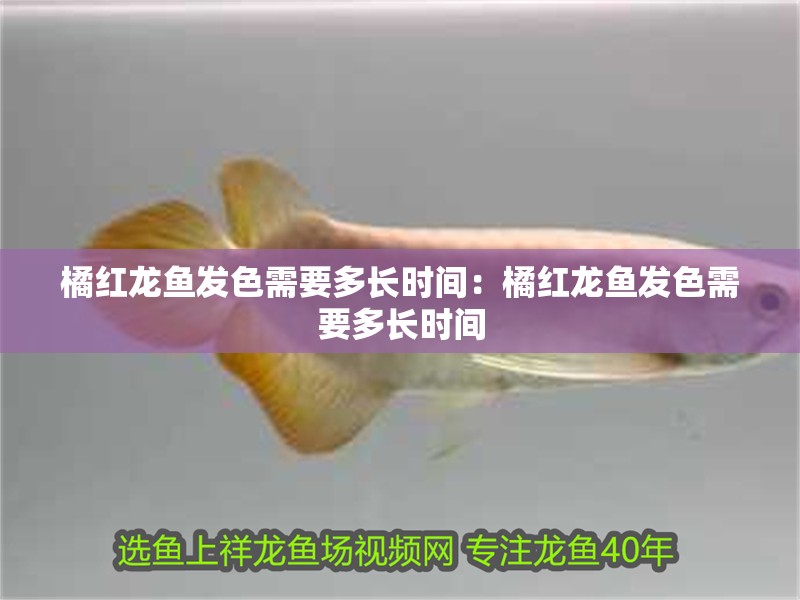 橘紅龍魚發色需要多長時間：橘紅龍魚發色需要多長時間