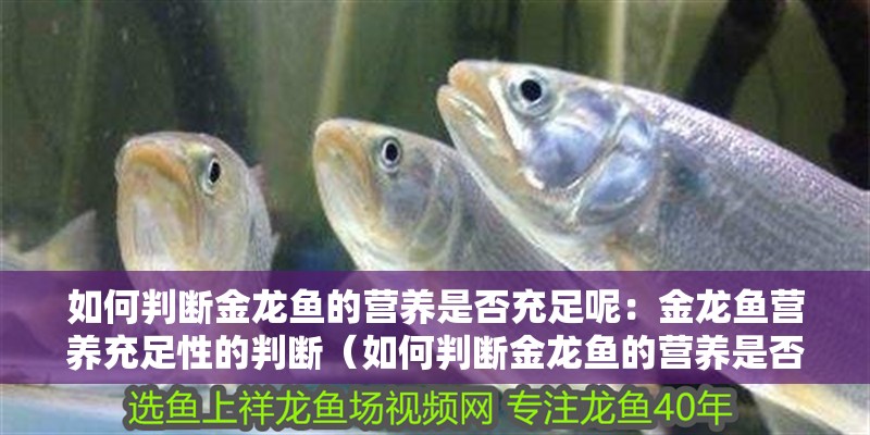 如何判斷金龍魚的營養(yǎng)是否充足呢：金龍魚營養(yǎng)充足性的判斷（如何判斷金龍魚的營養(yǎng)是否充足）