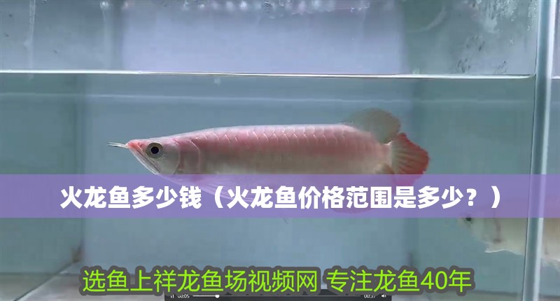 火龍魚多少錢（火龍魚價(jià)格范圍是多少？）