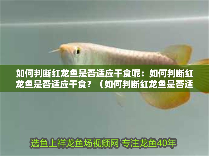 如何判斷紅龍魚是否適應干食呢：如何判斷紅龍魚是否適應干食？（如何判斷紅龍魚是否適應干食）