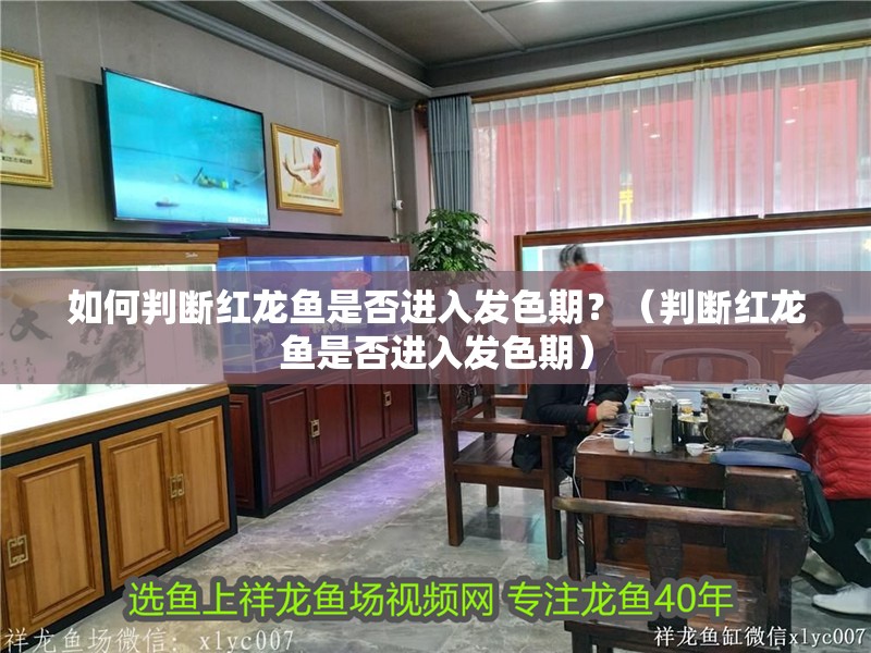 如何判斷紅龍魚是否進入發色期？（判斷紅龍魚是否進入發色期）