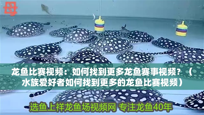 龍魚比賽視頻：如何找到更多龍魚賽事視頻？（水族愛好者如何找到更多的龍魚比賽視頻）