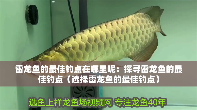 雷龍魚的最佳釣點(diǎn)在哪里呢：探尋雷龍魚的最佳釣點(diǎn)（選擇雷龍魚的最佳釣點(diǎn)）