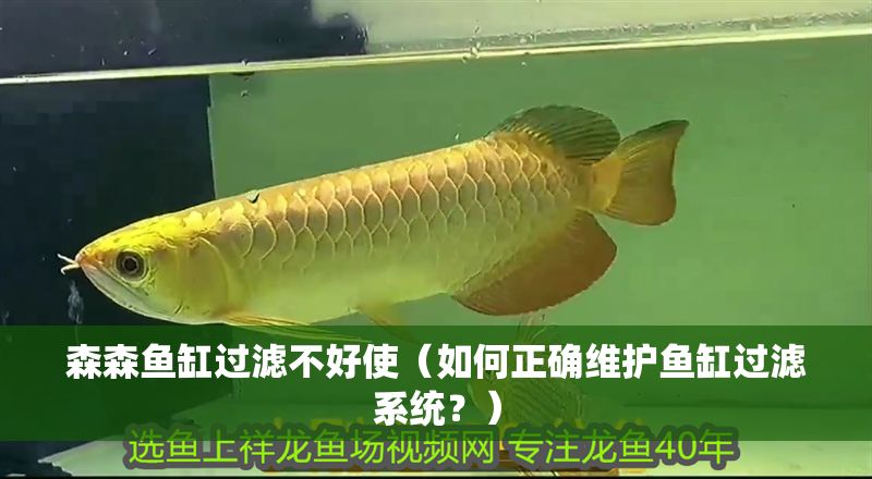 森森魚缸過濾不好使（如何正確維護魚缸過濾系統？）