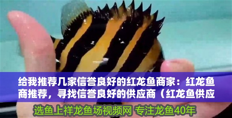 給我推薦幾家信譽良好的紅龍魚商家：紅龍魚商推薦，尋找信譽良好的供應商（紅龍魚供應商哪家好）