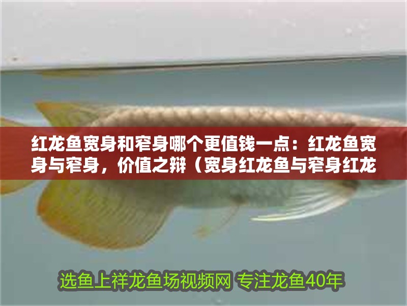 紅龍魚寬身和窄身哪個更值錢一點：紅龍魚寬身與窄身，價值之辯（寬身紅龍魚與窄身紅龍魚的價格相對較高）